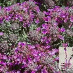 TEUCRIUM MEDITERRAN CARPET