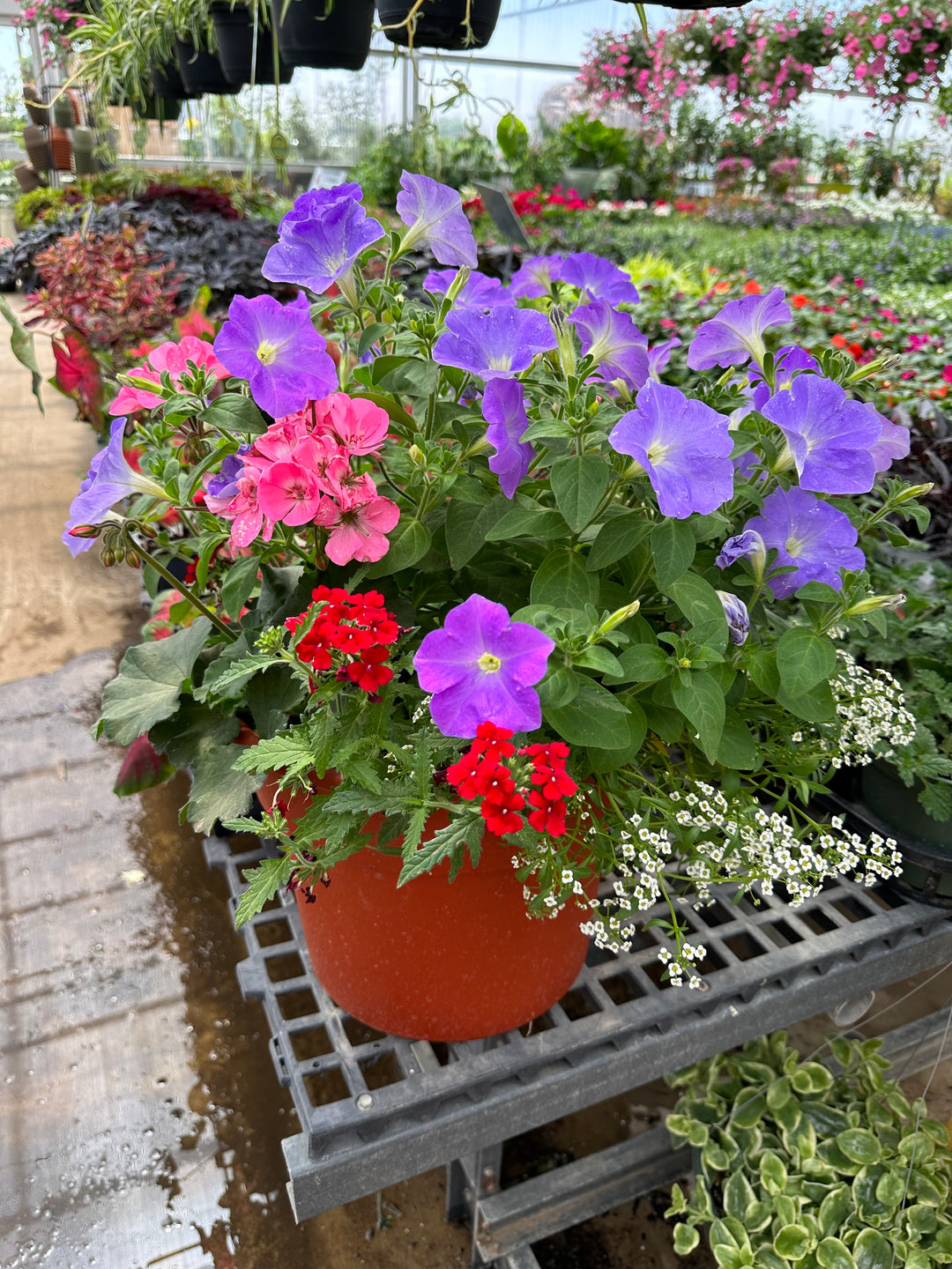 Color Pots with Mom