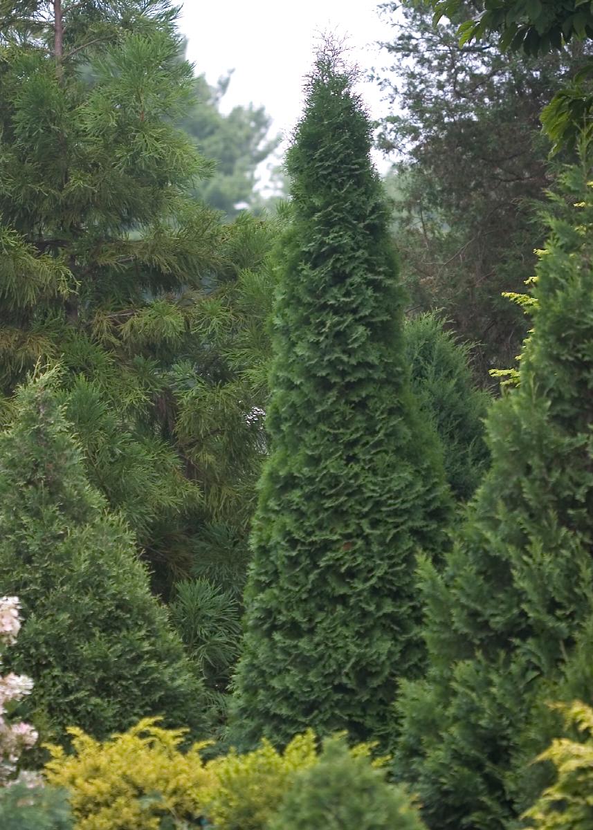 North Pole® Arborvitae