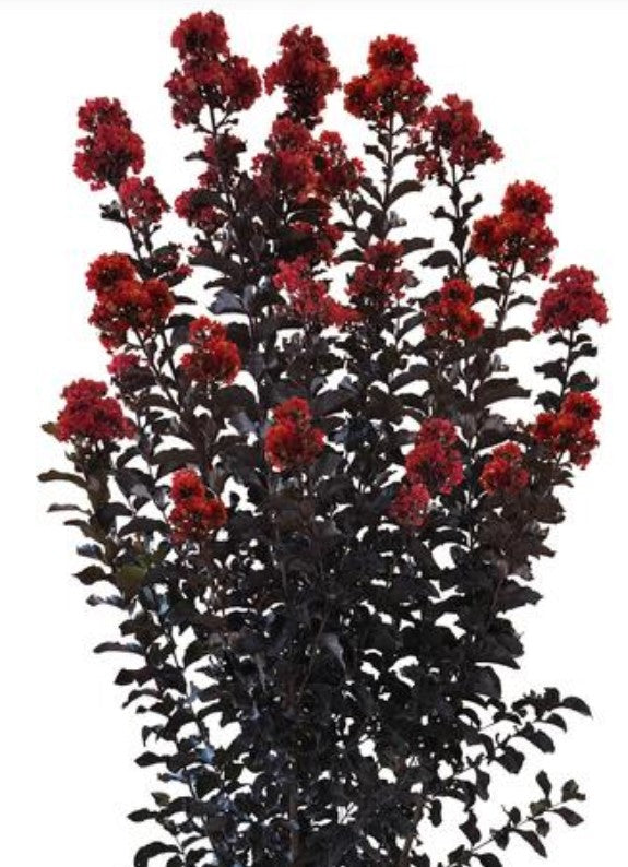 Thunderstruck™ Rumblin' Red™ Crapemyrtle
