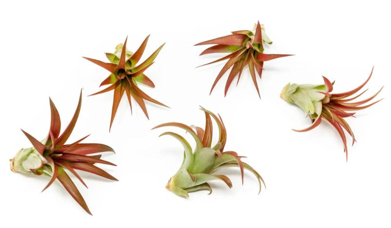 Tillandsia Blush-Red Abdita Air Plants