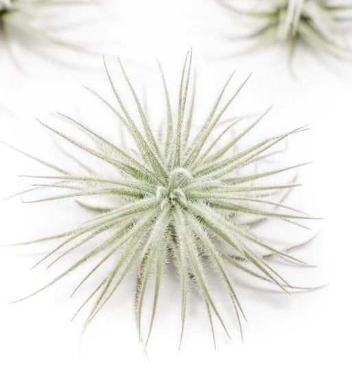 XXL Tillandsia Tectorum Ecuador Air Plant