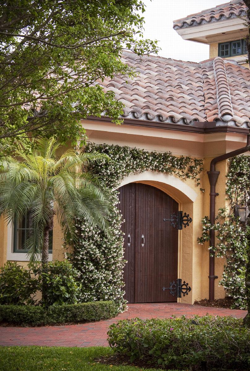 Madison Star Jasmine | Little Red Nursery, LLC