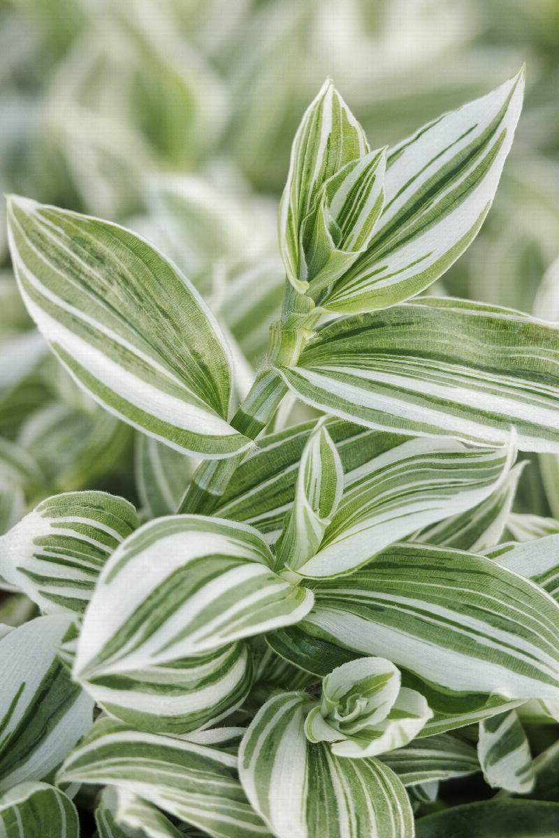 Sanna Tradescantia