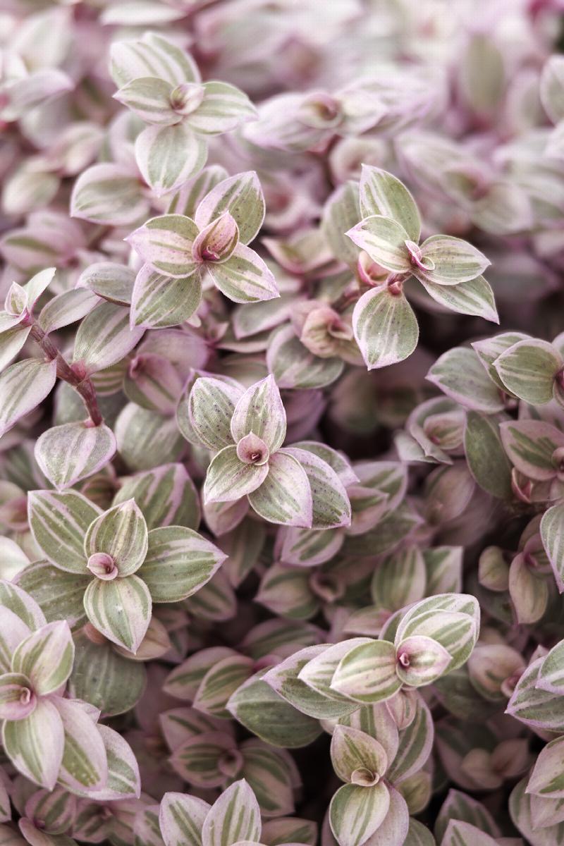 Pink Panther Tradescantia