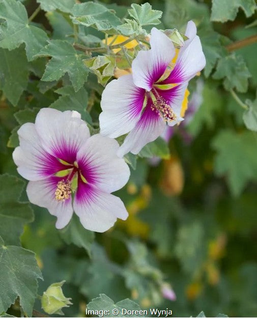 tree mallow lavender lady Tree Mallow