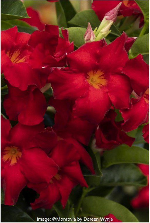 Tropical Breeze™ Velvet Red Mandevilla