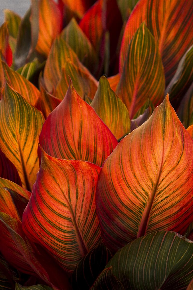 Tropicanna® Canna | Little Red Nursery, LLC