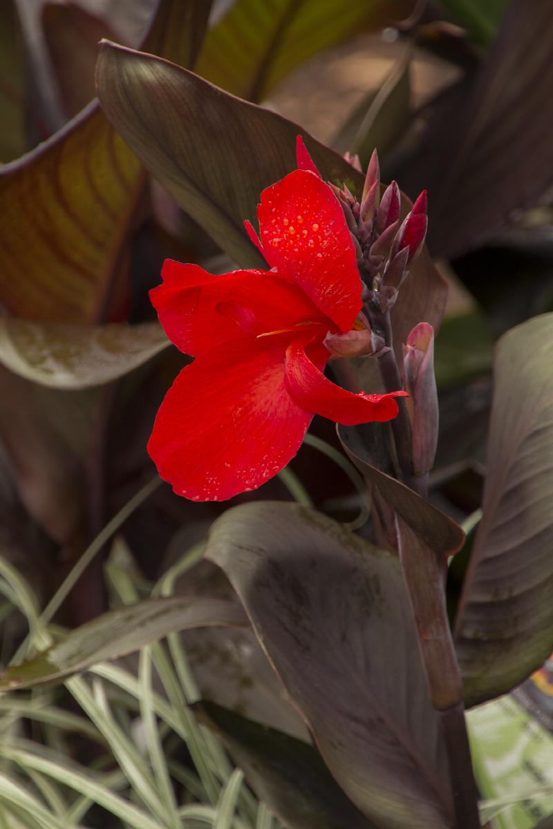 Tropicanna® Black Canna