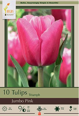 Tulip 'Jumbo Pink'