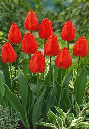 Tulip 'Parade'