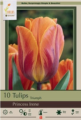 Tulip 'Princess Irene'