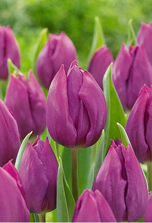Tulip 'Purple Prince'