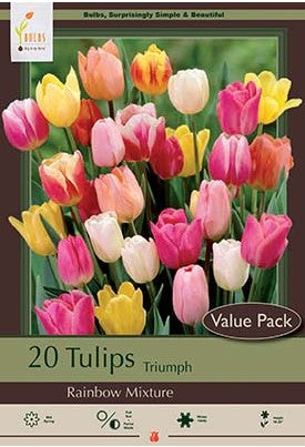 Tulip, Rainbow Mixture