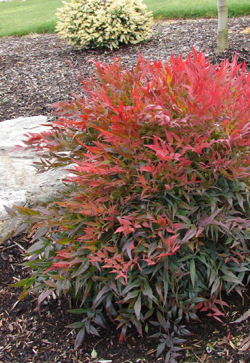 Tuscan Flame Heavenly Bamboo