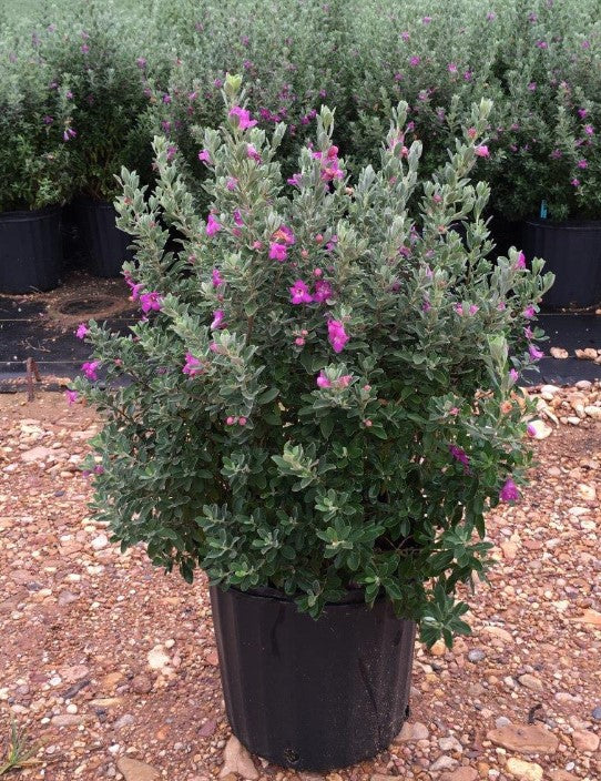 Texas Sage Greencloud