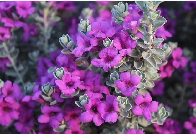 Texas Sage 'Laredo'