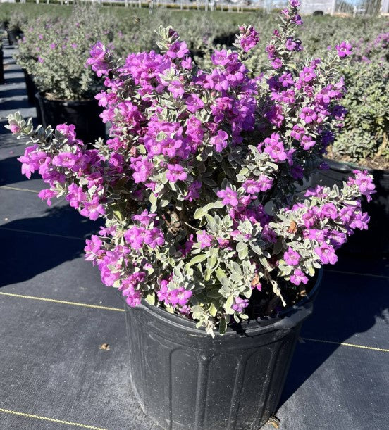 Texas Sage 'Silver Star'