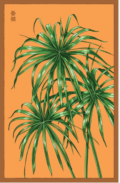 umbrella plant seeds Umbrella Plant Indoor Seeds Packet