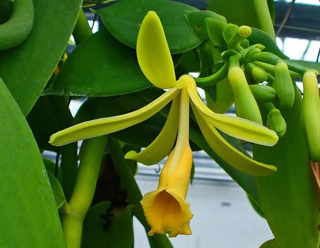 philodendron xanadu gelbe blätter Philodendron Xanadu Gold – Secret Garden Plant Shop