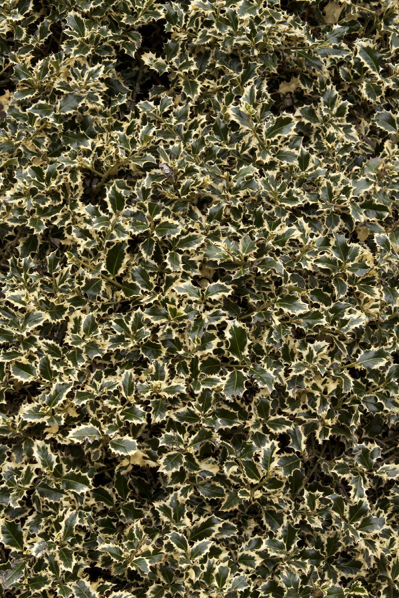 Variegated English Holly
