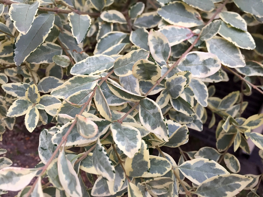Variegated Privet