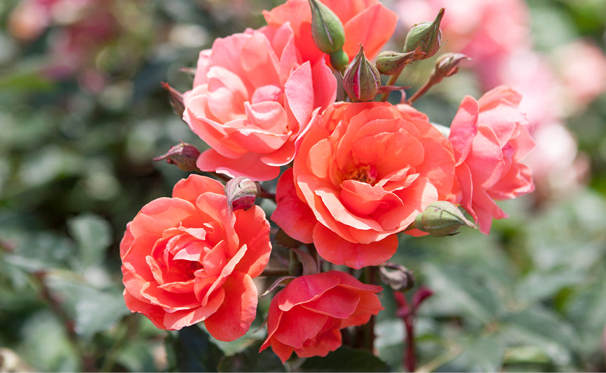 Coral Knockout Rose