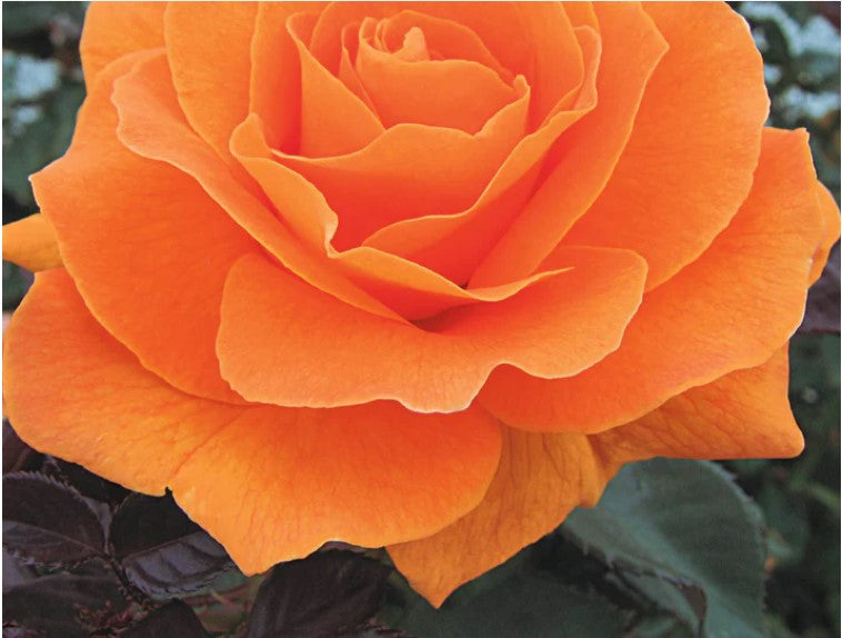 Rose Vavoom™