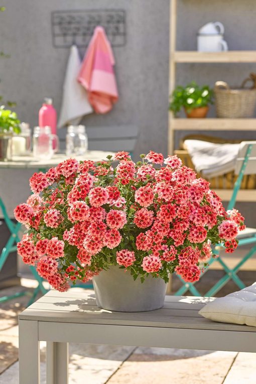 Verbena Estrella Lobesterfest NEW 2025
