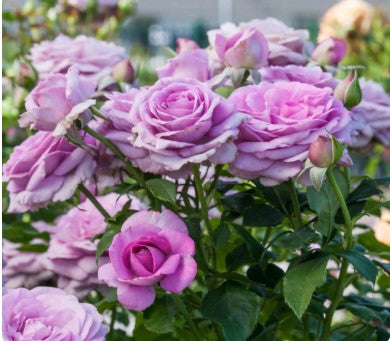 Rose Violet's Pride™