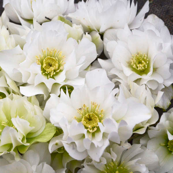 Helleborus 'Wedding Bells" LOCALLY GROWN