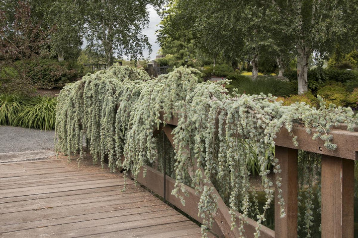 Weeping Blue Atlas Cedar