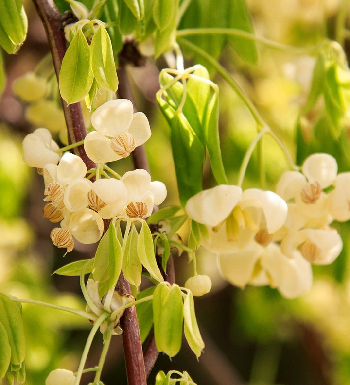 White Flowered Chocolate Vine