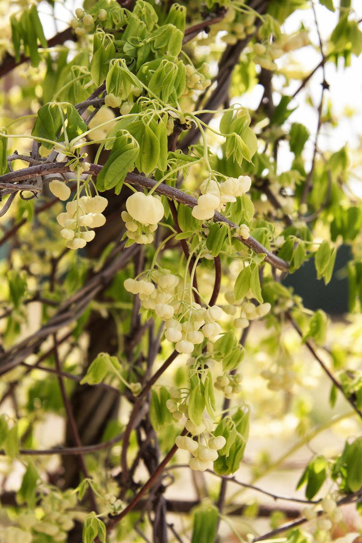 White Flowered Chocolate Vine