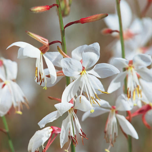Stratosphere™ White Butterfly Flower Gaura lindheimeri PW