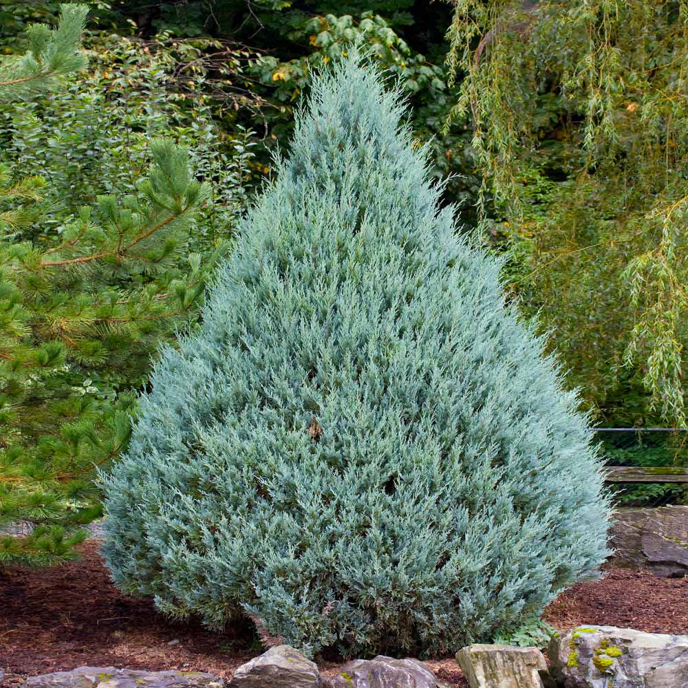 Blue Point Juniper