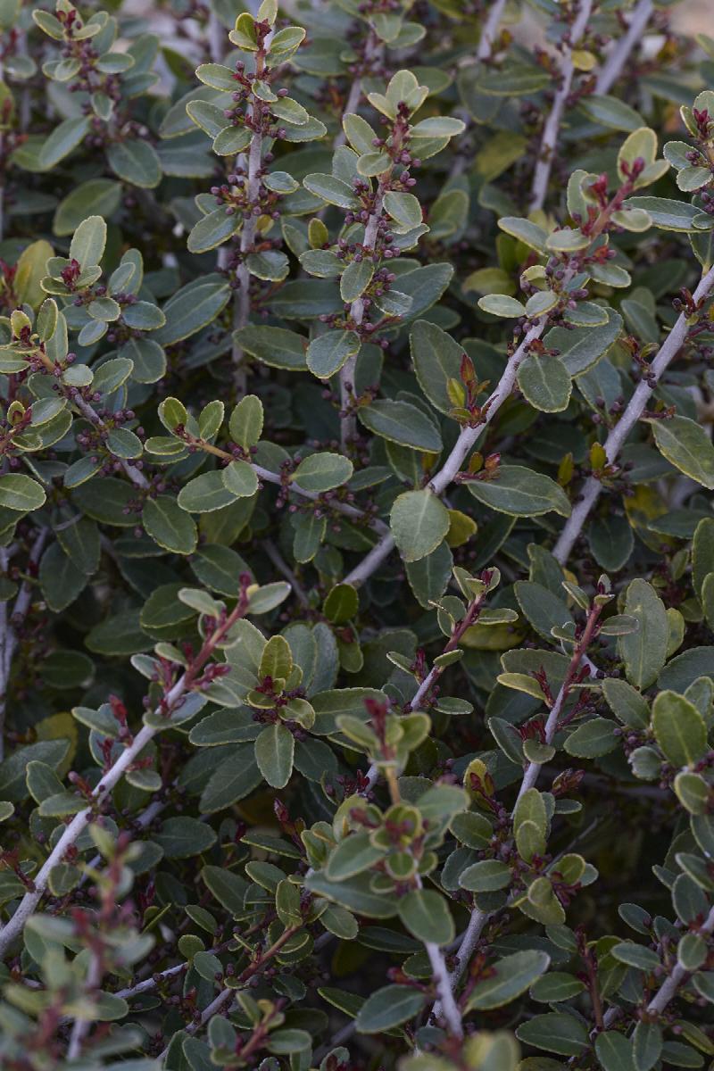 STOKE'S DWARF YAUPON HOLLY (Male)