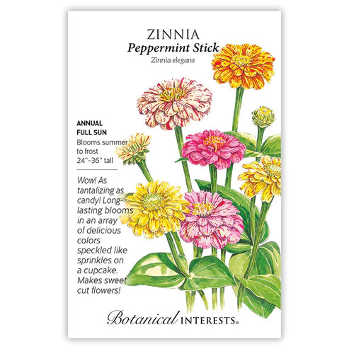 Zinnia Peppermint Stick