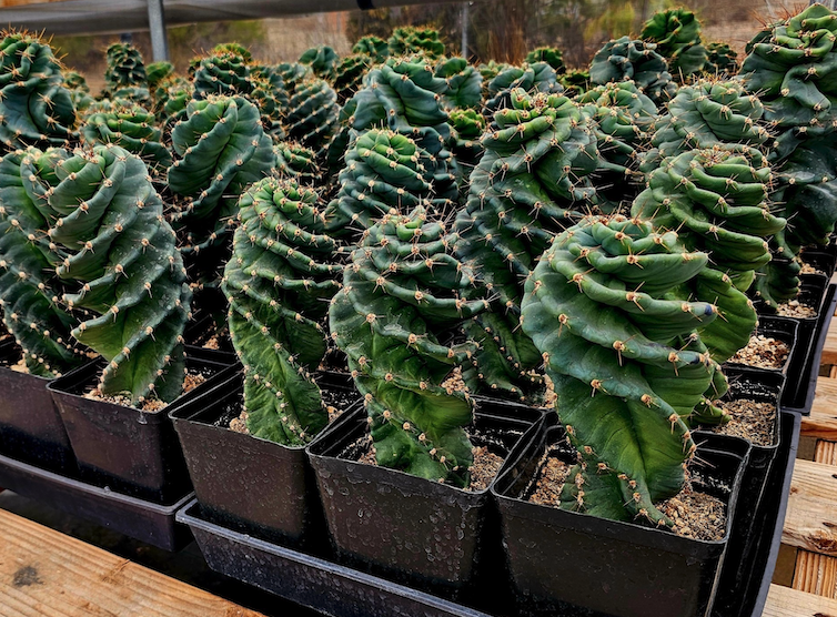 Spiral Cactus COLLECTOR PLANT