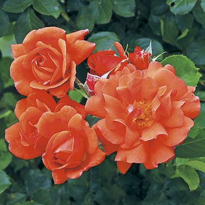 ROSE ABOVE ALL