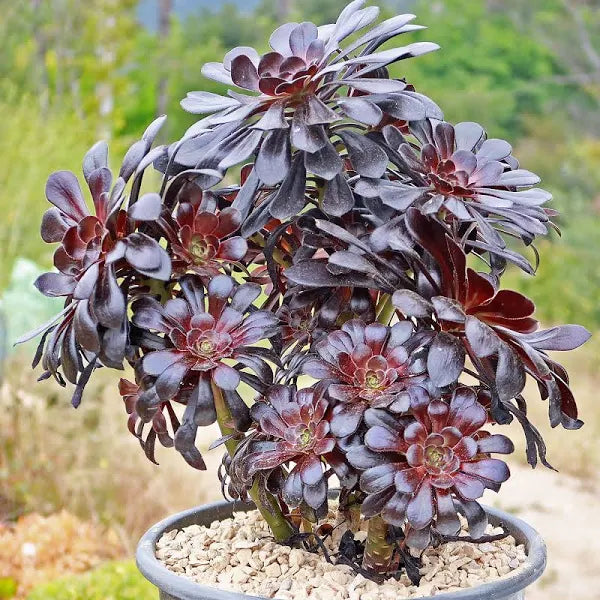 Aeonium Black Rose
