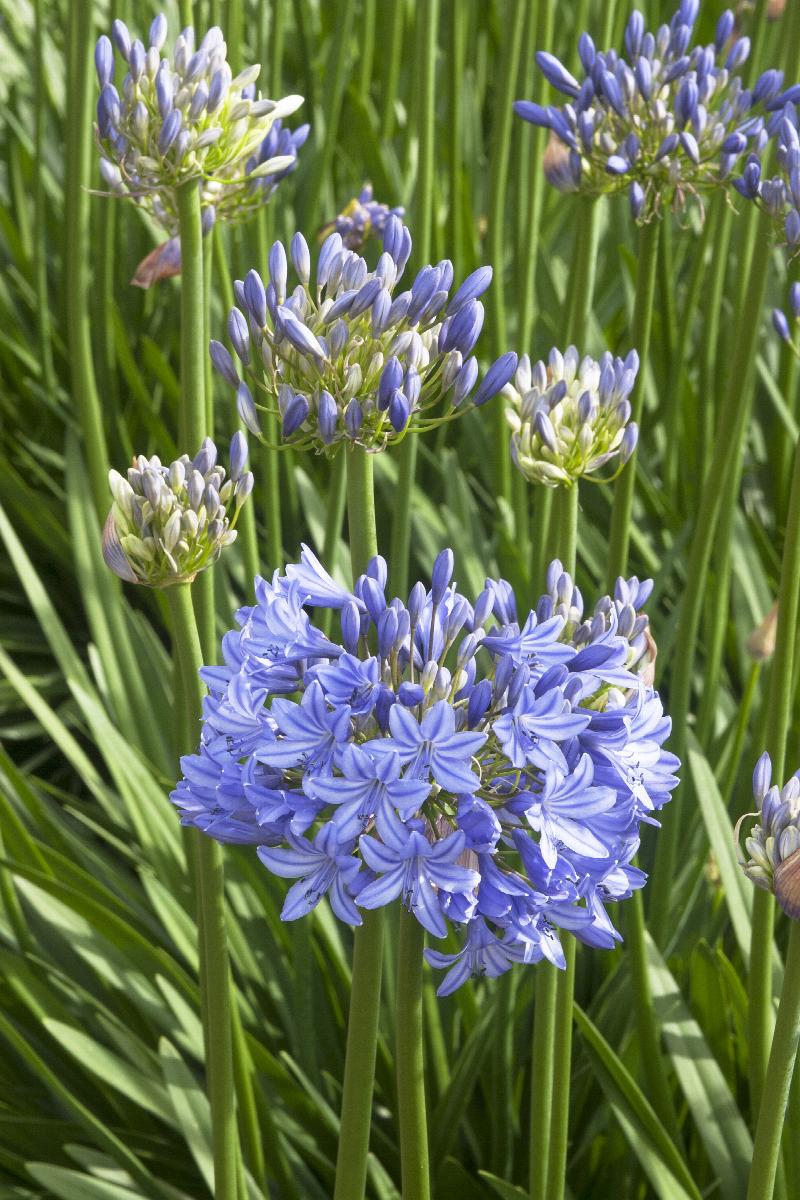 agapanthus herbicide Midknight Blue® Agapanthus