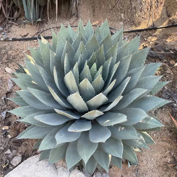 Agave Paryii | Little Red Nursery, LLC