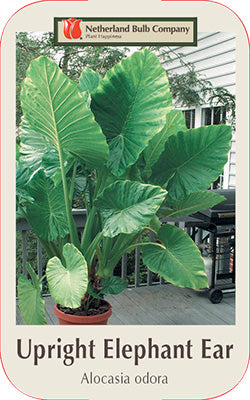 ALOCASIA ODORA (UPRIGHT) Elephant Ear