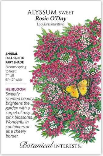 Sweet Alyssum Rosie O'Day