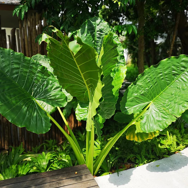 ALOCASIA BORNEO Giant