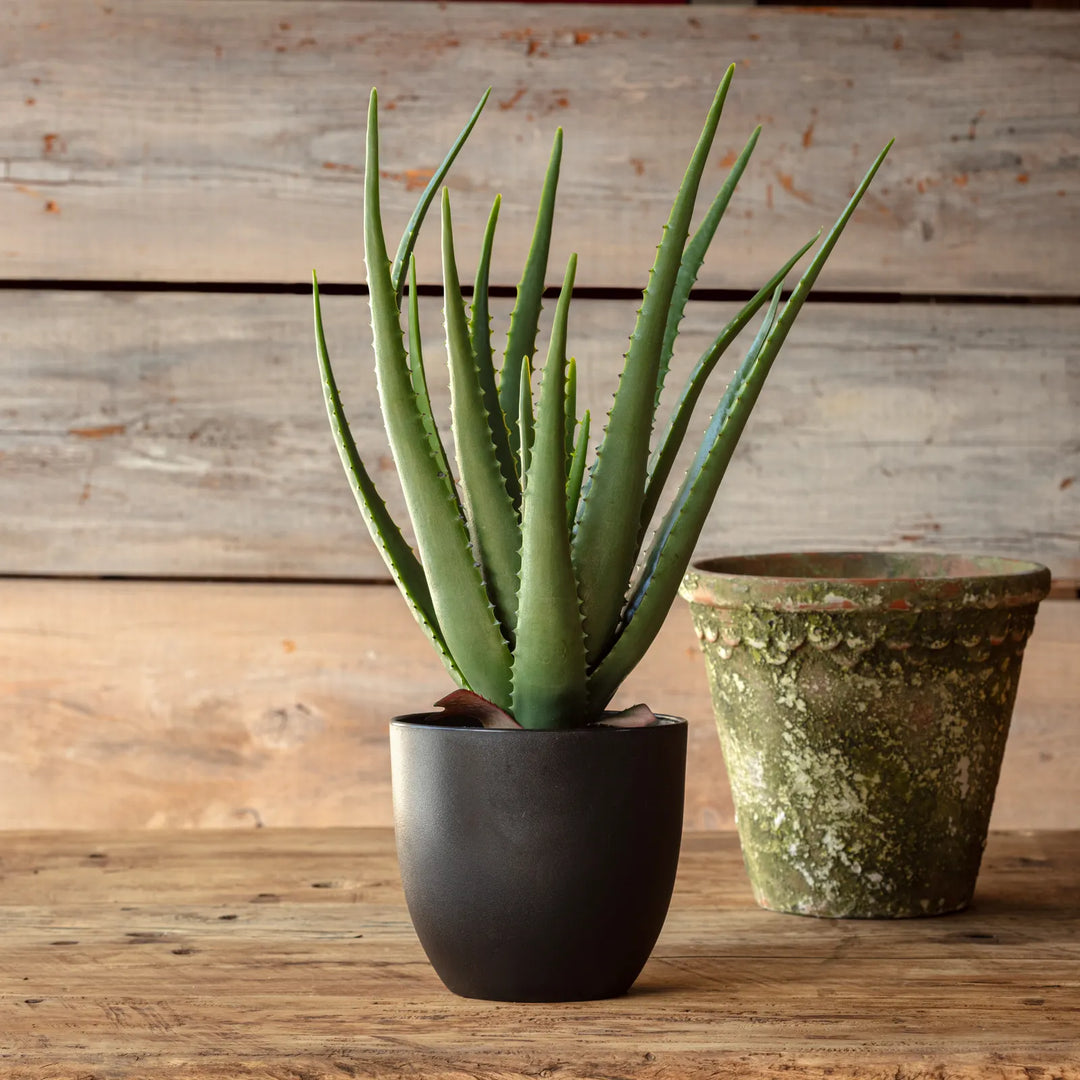 Potted Aloe Vera Plant