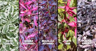 4" Garden Accents Alternanthera, "Joseph's Coat"