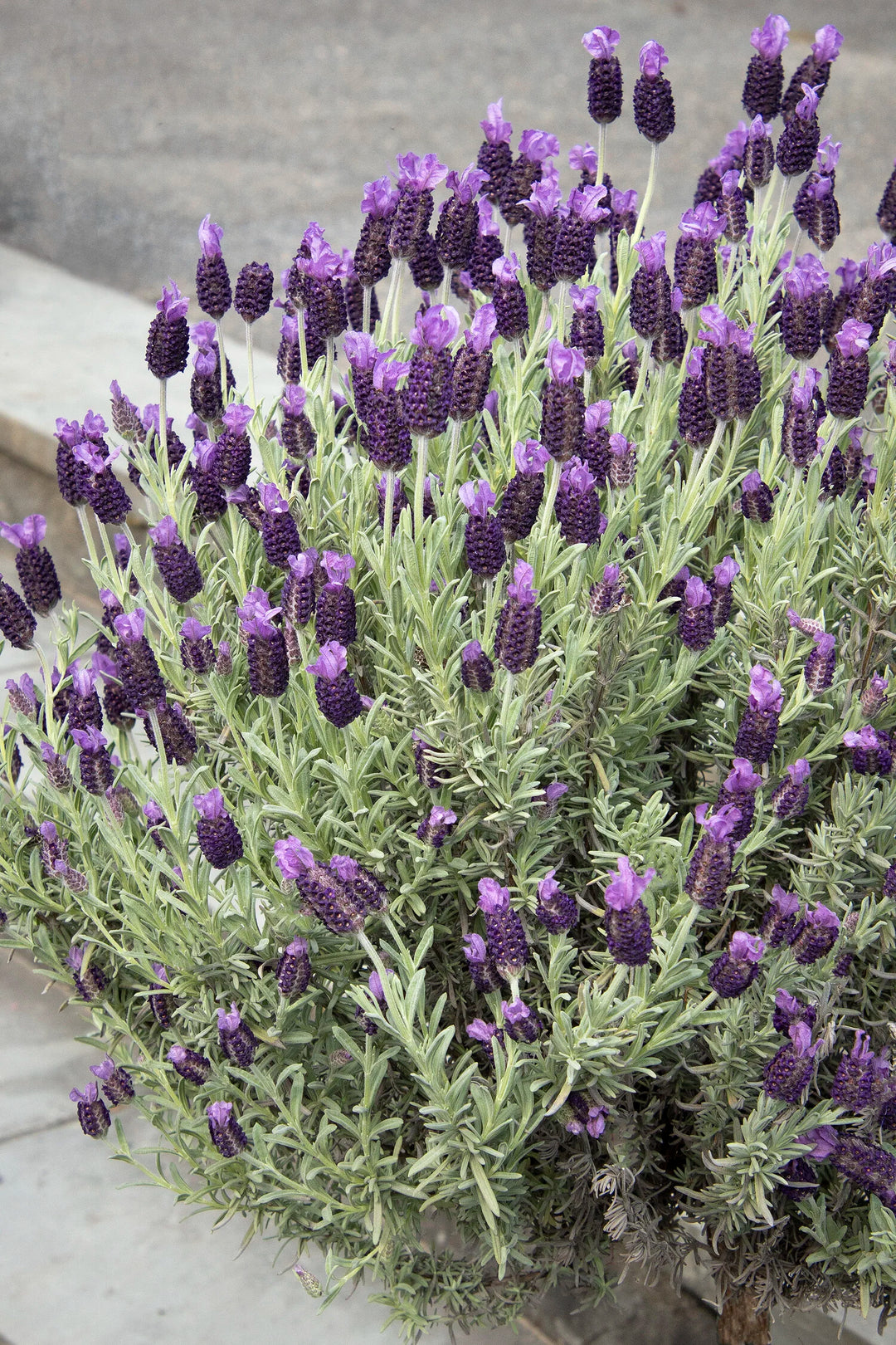 Spanish Lavender (‘Anouk’)