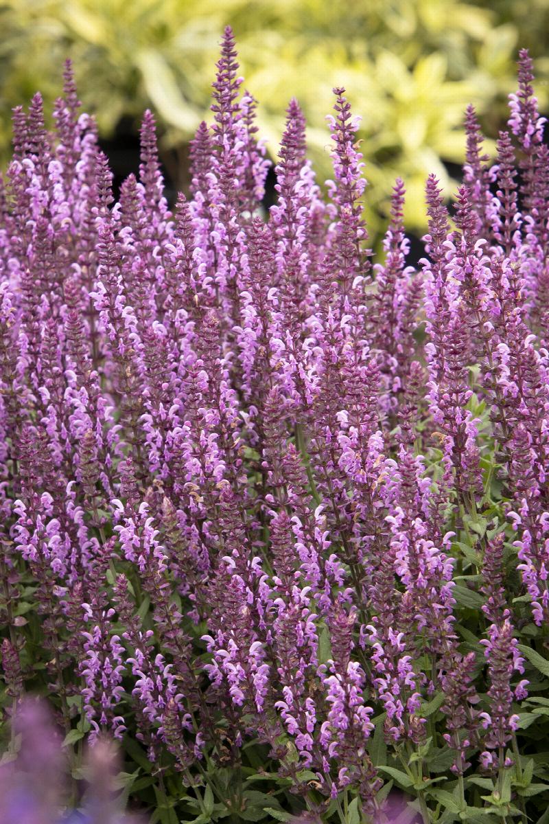 Apex™ Pink Meadow Sage